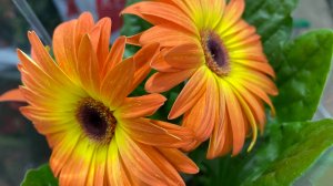 "ФЛОРА ГРУПП" ПРЕДПРАЗДНИЧНЫЙ ЗАВОЗ РАСТЕНИЙ 😍