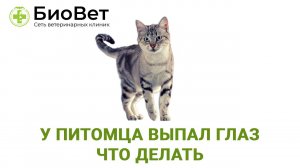 Выпадение глазного яблока