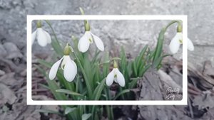 Подснежники