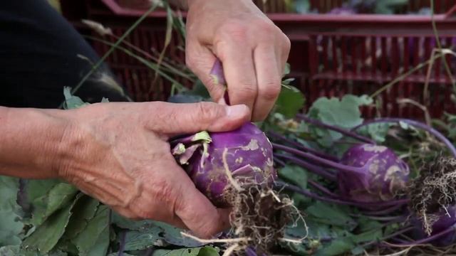 КАК ПРАВИЛЬНО СОБРАТЬ СОБСТВЕННЫЕ СЕМЕНА КОЛЬРАБИ