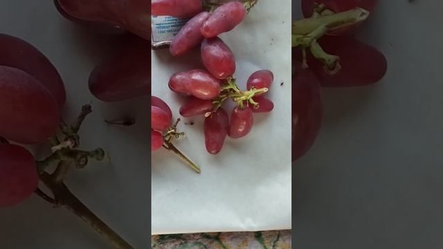 Остатки Фреш мускат,Медея,Вивальди 9 августа.Виноградник Щереденкова В.А.mp4