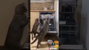 Коты каскадеры