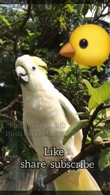 Yellow-Crested Cockatoo#medium sulphur crested cockatoo смотреть онлайн