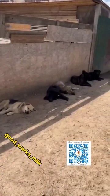 Сбор на август на сухие корма! #приютгвардия #приютдлясобак #помощьживотным