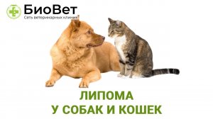 Липомы у кошек и собак