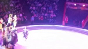 Верблюд в цирке!