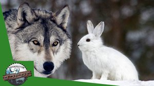 Маленькие искатели приключений: зайцы в опасном мире волков. Вести с фотоловушки.