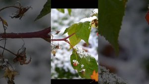 ВИА «Виктория ТРИ» - Первый снег