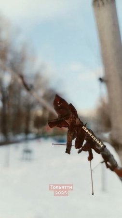 Йоу, ой ля, ля! Липкие почки у каштана в начале февраля! Ну и погода в Тольятти# shorts-YOUTUBE
