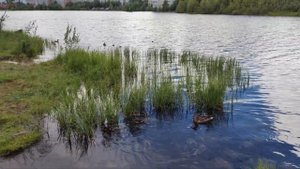 Утки на Комсомольском озере