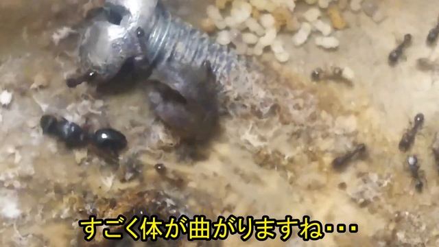 死体を食べるその名も死出虫！ライズのアリ王国計画㉞