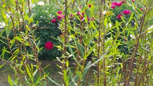 Видовые ивы: пурпурная шаровидная «Нана»; Каспийская тонколистная; Хакуро-нишики; Белая Серебристая