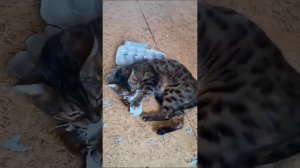 Котя кайфует )))