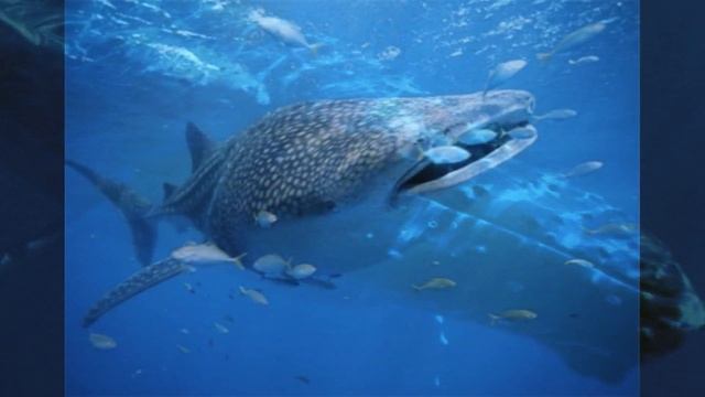 LA BALENA E LA BALENOTTERA смотреть онлайн