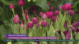 Весна в Павловске. В теплицах садоводства Боде расцвели тюльпаны