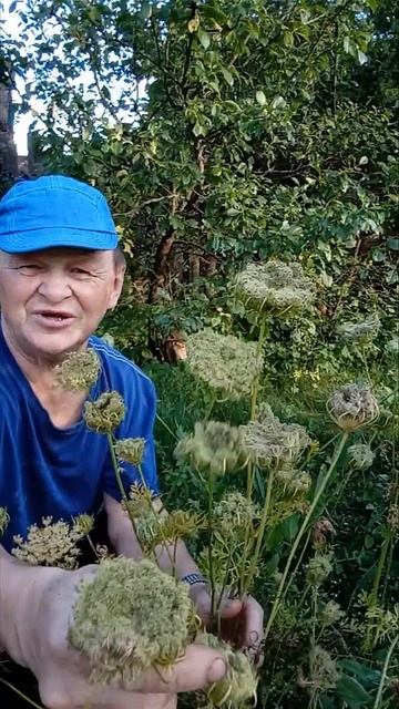 Морковь. Как вырастить свои семена моркови, мой опыт смотреть онлайн