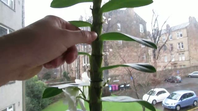 Dendrobium Orchid update January смотреть онлайн