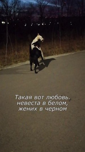 Такая вот она, любовь