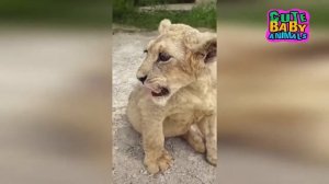 Cutest Lion Cubs Roar Telling That He is a King - Baby Lion Roaring
