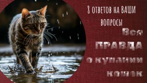 Вся ПРАВДА о купании кошек