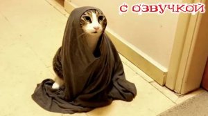 Приколы с котами! Самые смешные животные С ОЗВУЧКОЙ! Я ржал целый час!