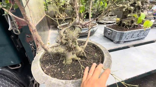 400K ĐƯỢC CÂY SI QUÁI, PHIÊN NÀY ĐỦ CÂY, GỖ, ĐÁ GIÁ RẺ QUÁ - HỐT TẤT смотреть онлайн