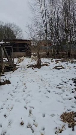 Последний снег