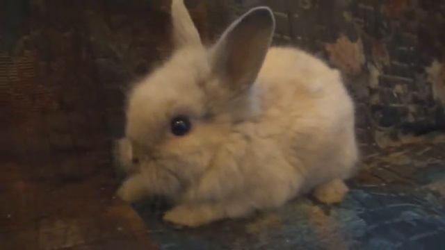 Крольчонок Арни смотреть онлайн