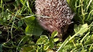 ежик лесной, молодой