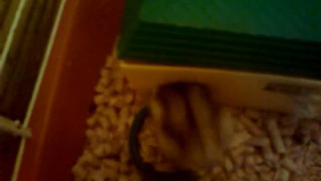 Хомячок попал в первые домой смотреть онлайн