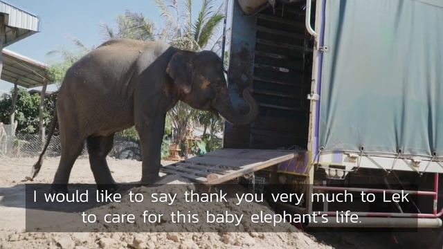 The story of broken leg elephant Chana - ElephantNews смотреть онлайн