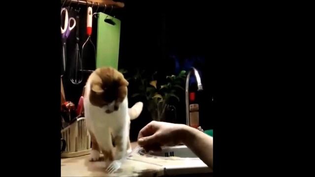 Уроки ленивого фехтования от Борьки. смотреть онлайн