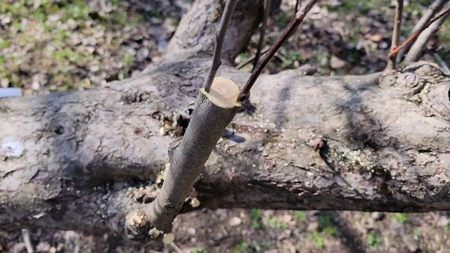 Cum se altoiesc pomii batrani pe diametru mare! смотреть онлайн