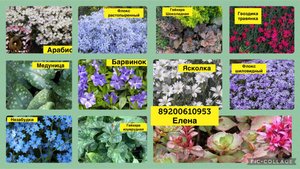 Сад после заморозков. Вечнозеленые многолетники