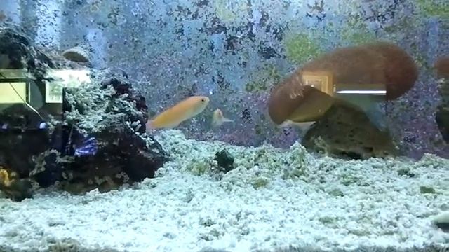 Ignitus Anthias @ AquaCorals смотреть онлайн