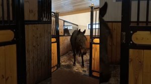 На конюшне в Сысерти. Январь 2025 год.