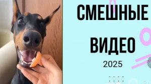 СМЕШНЫЕ ВИДЕО РОЛИКИ ПОДБОРКА ЛУЧШИХ ПРИКОЛОВ НА 2025 ГОД#смешно #приколы