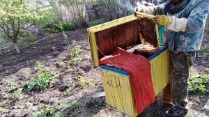 Бурное развитие пчел в Украинском улье,Пчеловодство для начинающих,Мед,Пасека,Пчеловодство 2020