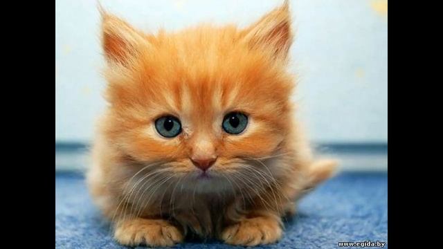 Фотки с Котиками 65 смотреть онлайн