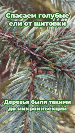 Спасаем голубые ели от щитовки