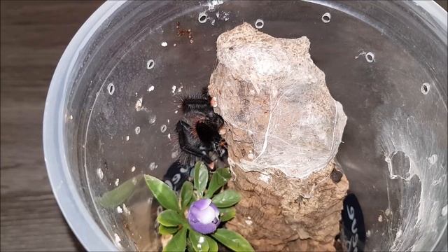 Tarantula feeding video 13 - part 2/3 - skeletons in my closet смотреть онлайн