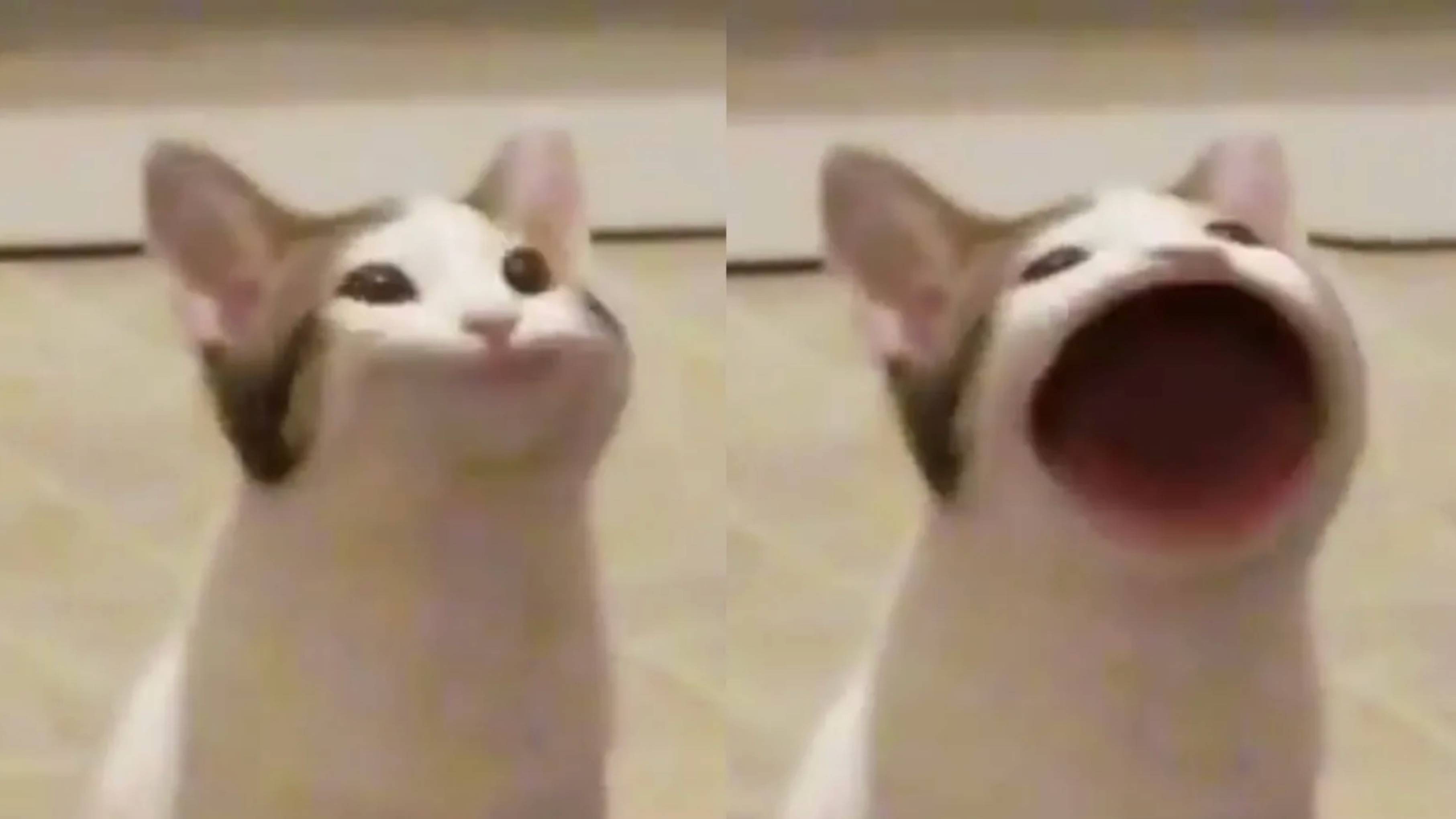 ПРИКОЛЫ С КОТАМИ! САМАЯ СМЕШНАЯ ОЗВУЧКА ЖИВОТНЫХ! Смешные коты до слез!
