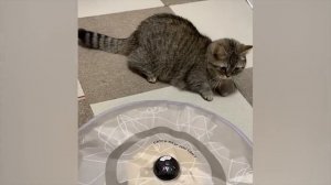 СМЕШНЫЕ ВИДЕО ПРО КОТОВ 2025 НОВОЕ