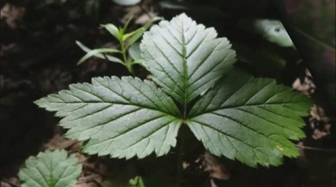 Цветочки-лепесточки.