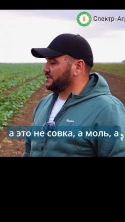 Червяки на пекинской капусте.