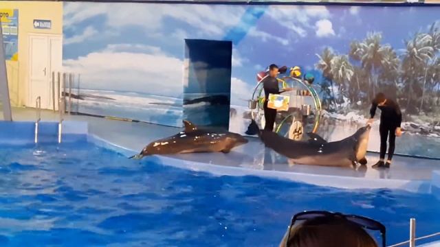 рисующие дельфины смотреть онлайн