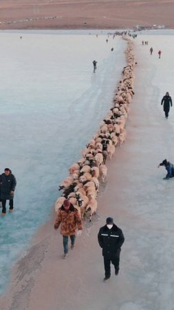 🐑Перегон овец по замерзшему озеру в Тибете