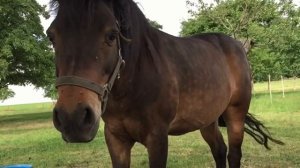 Ржание лошади. Голос лошади. Лошадь и жеребенок / The horse's voice. Horse and foal.