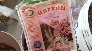 Клубневые бегонии. Выращиваю впервые. Высадка луковиц