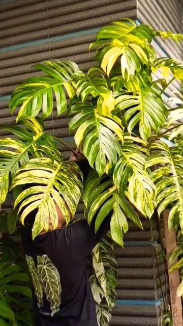 epipremnum yellow flame propagation #plantsmakemehappy #plantslover #plantsforsale #plants смотреть онлайн